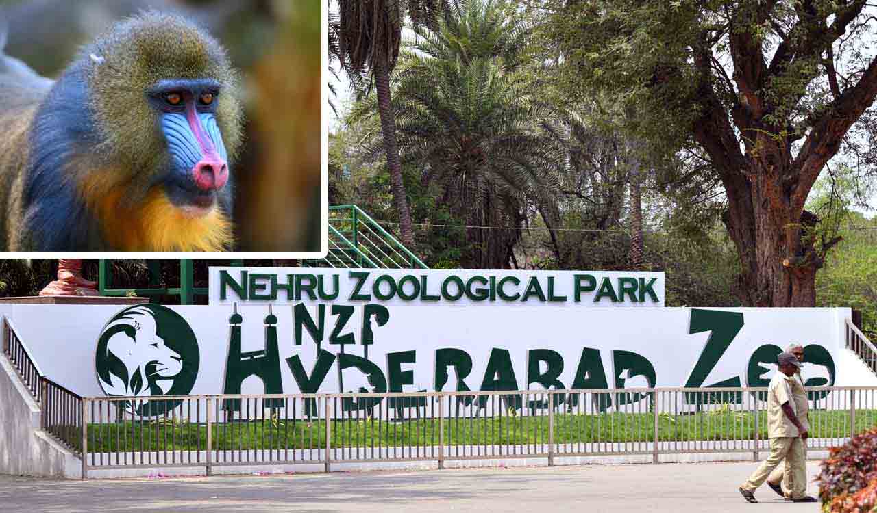 Hyderabad’s Nehru Zoological Park welcomes real-life ‘Rafikis’