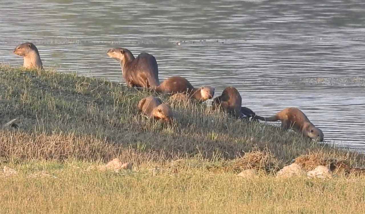 Smooth-coated otters sighted in Boath range of Adilabad for first time