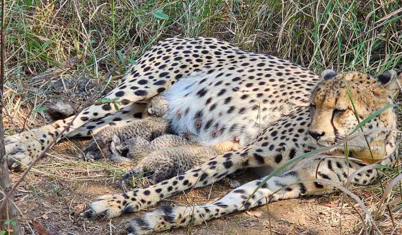 Three years on, Project Cheetah records 38 cheetahs across Kuno, Gandhi Sagar