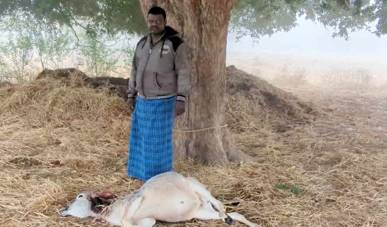 Telangana: Tiger menace intensifies in Yadadri Bhuvanagiri after fresh kill