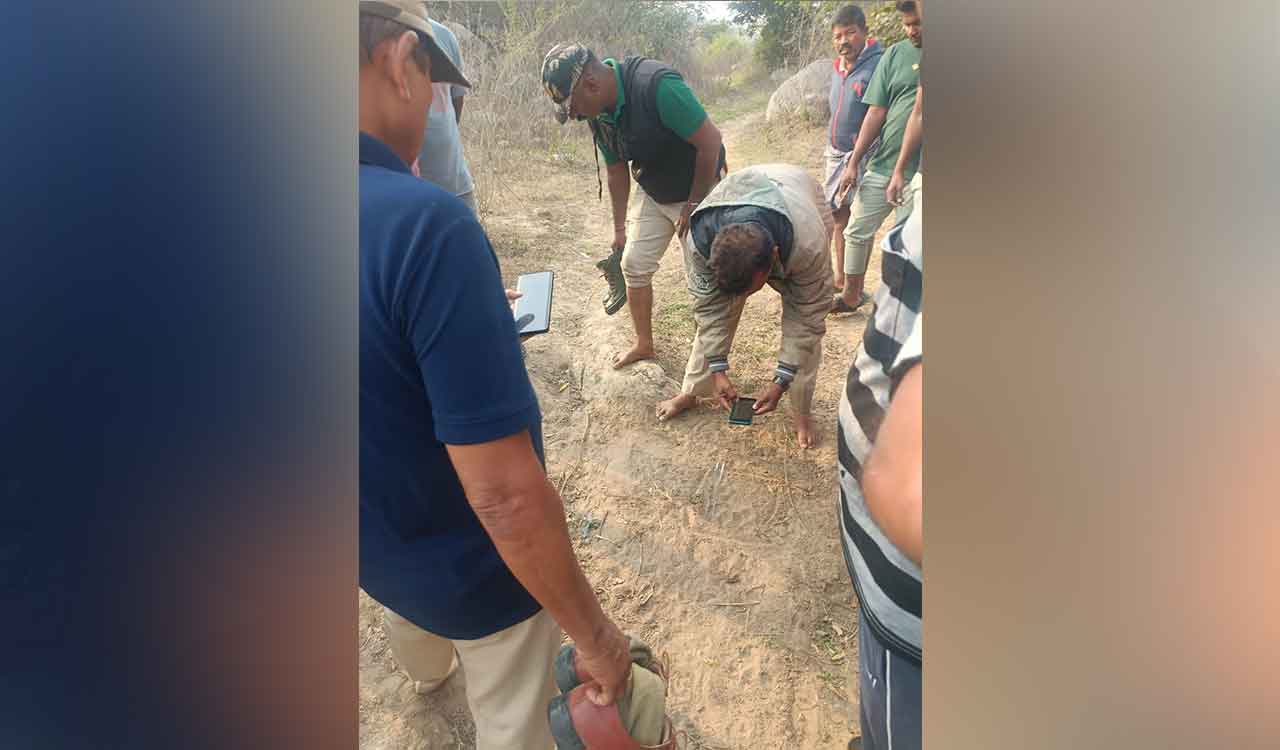 Tiger kills three cattle in Ellantakunta mandal of Karimnagar district