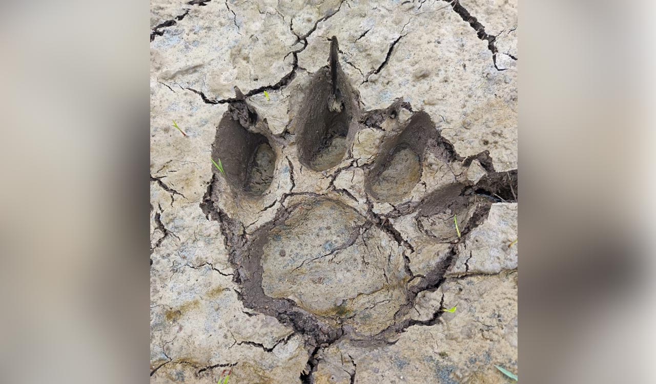 Wandering tiger strikes again in Basantapur, forest officials on alert