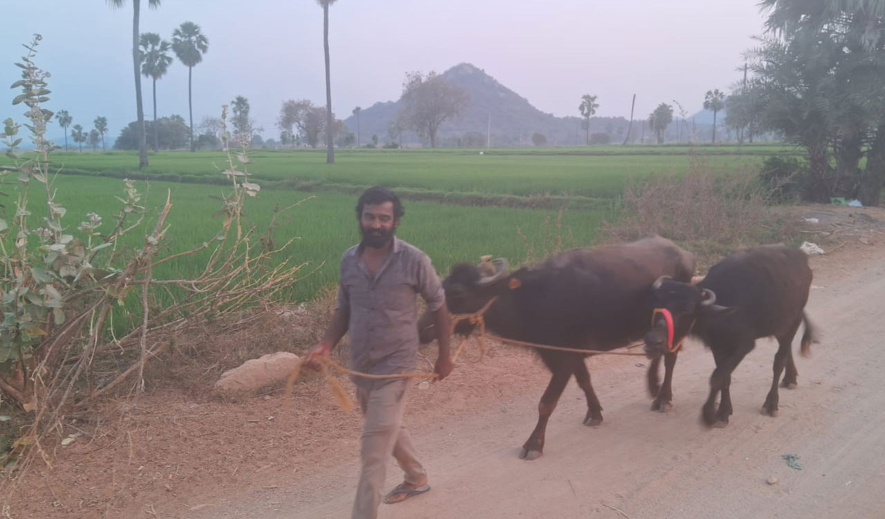 Tiger hunt intensifies in Siddipet, villagers relocate livestock