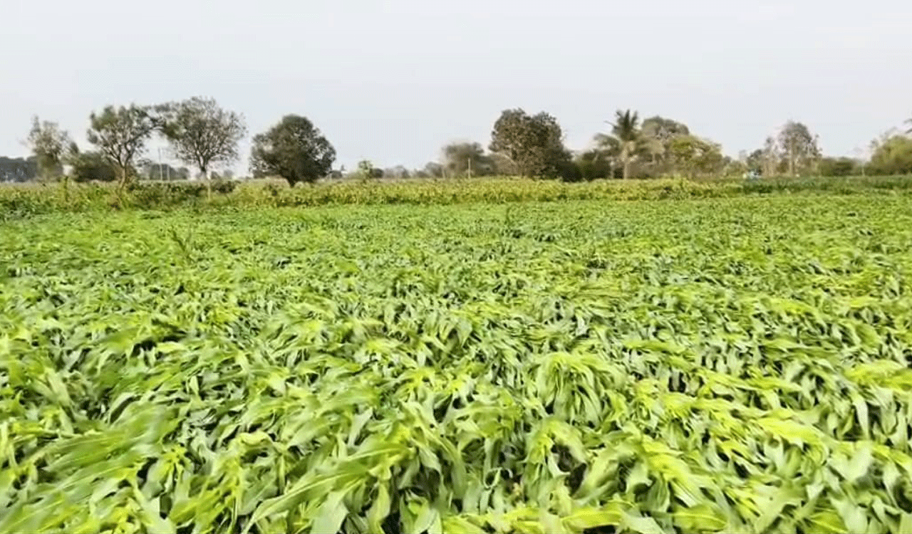Unseasonal rains damage 4,000 acres of crops in Siddipet, Dubbak farmers worst hit