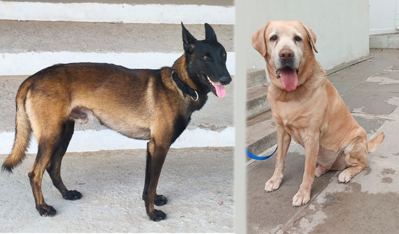 Cyberabad police K9 squad strengthened with two CID-trained dogs