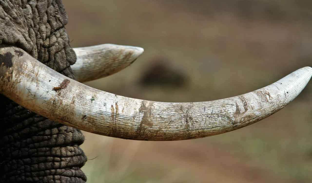 Elephant tusks worth Rs 2 crore stolen from high-security military camp in Kerala