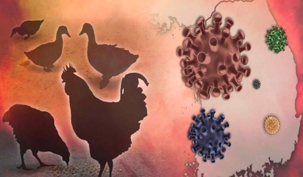 Andhra deploys rapid response teams after bird flu cases detected
