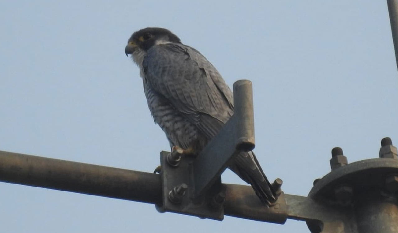 Peregrine Falcon, fastest bird on earth, spotted in Kawal Tiger Reserve after 5 years