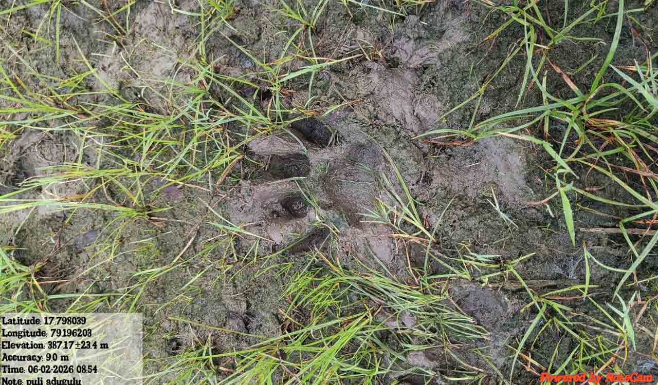 Tiger kills ninth cattle in Jangaon, officials intensify rescue efforts