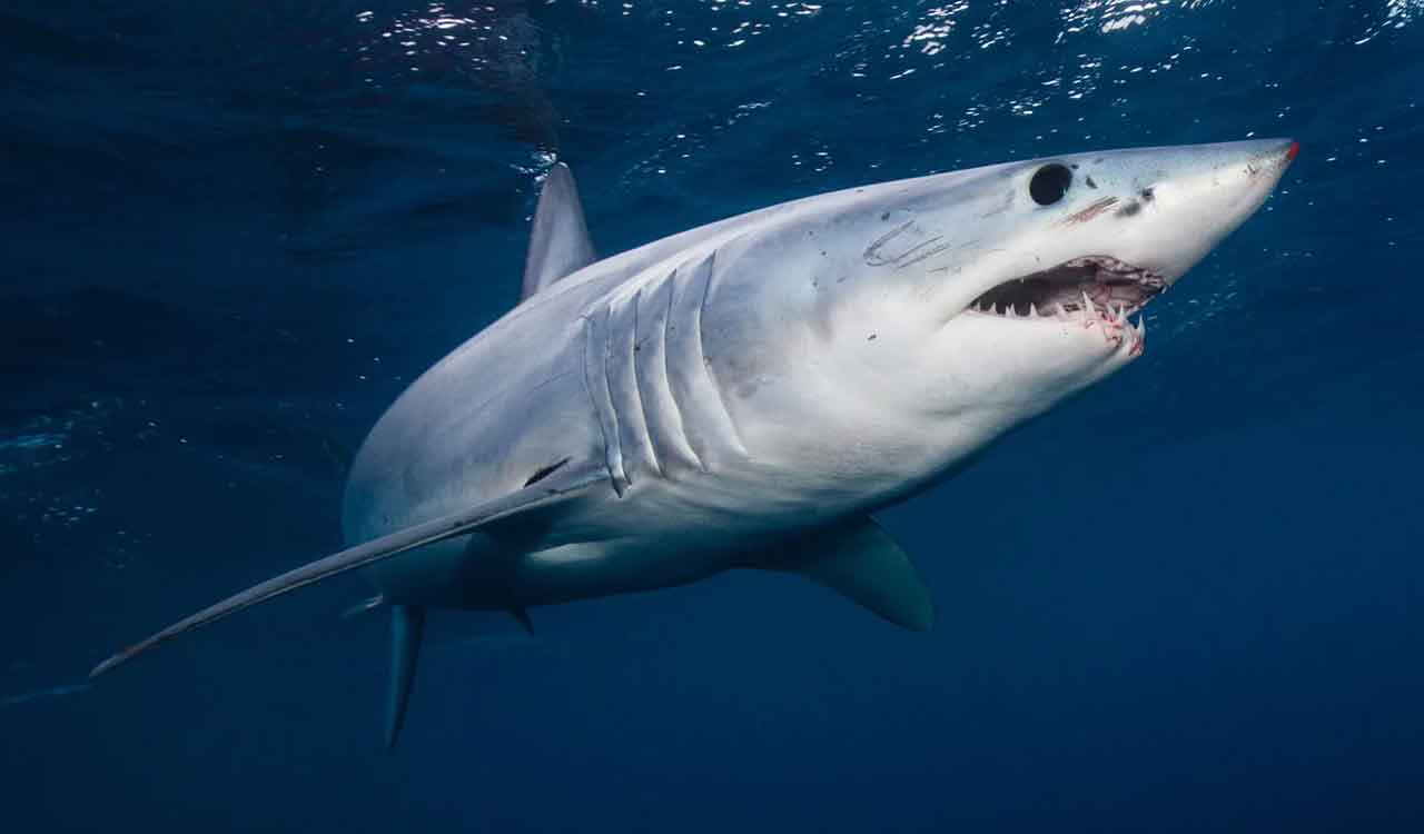 Surprise shark caught on camera for first time in Antarctica’s near-freezing deep