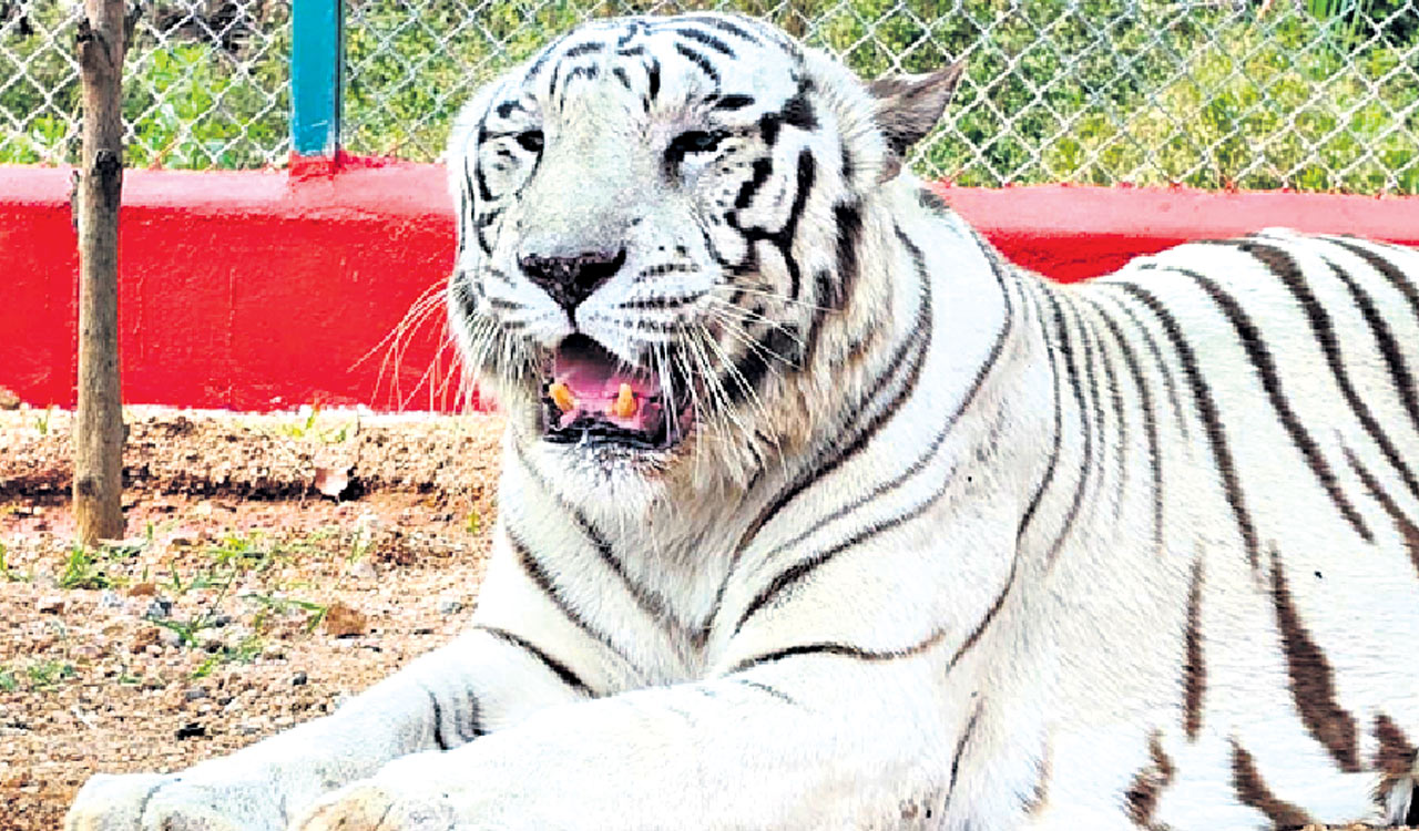 Ailing white tiger Sharan dies at Hanamkonda zoo
