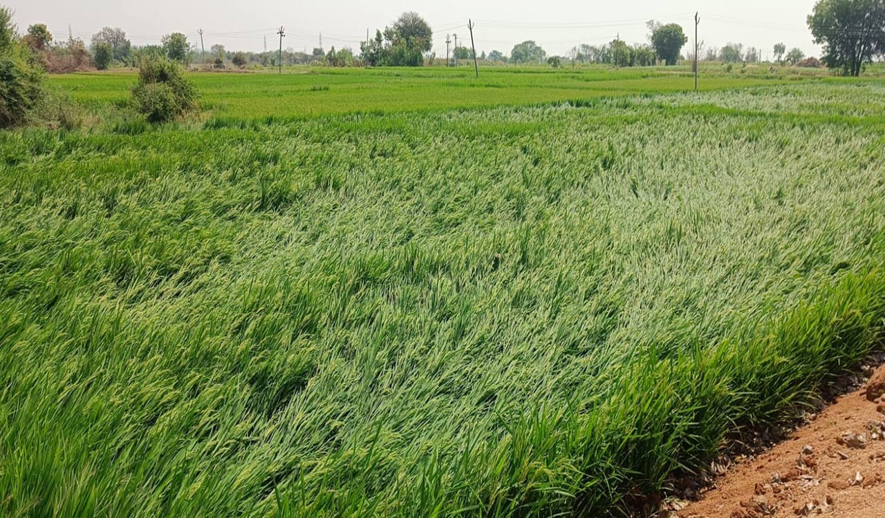 Unseasonal rains leave many crops damaged in Nizamabad