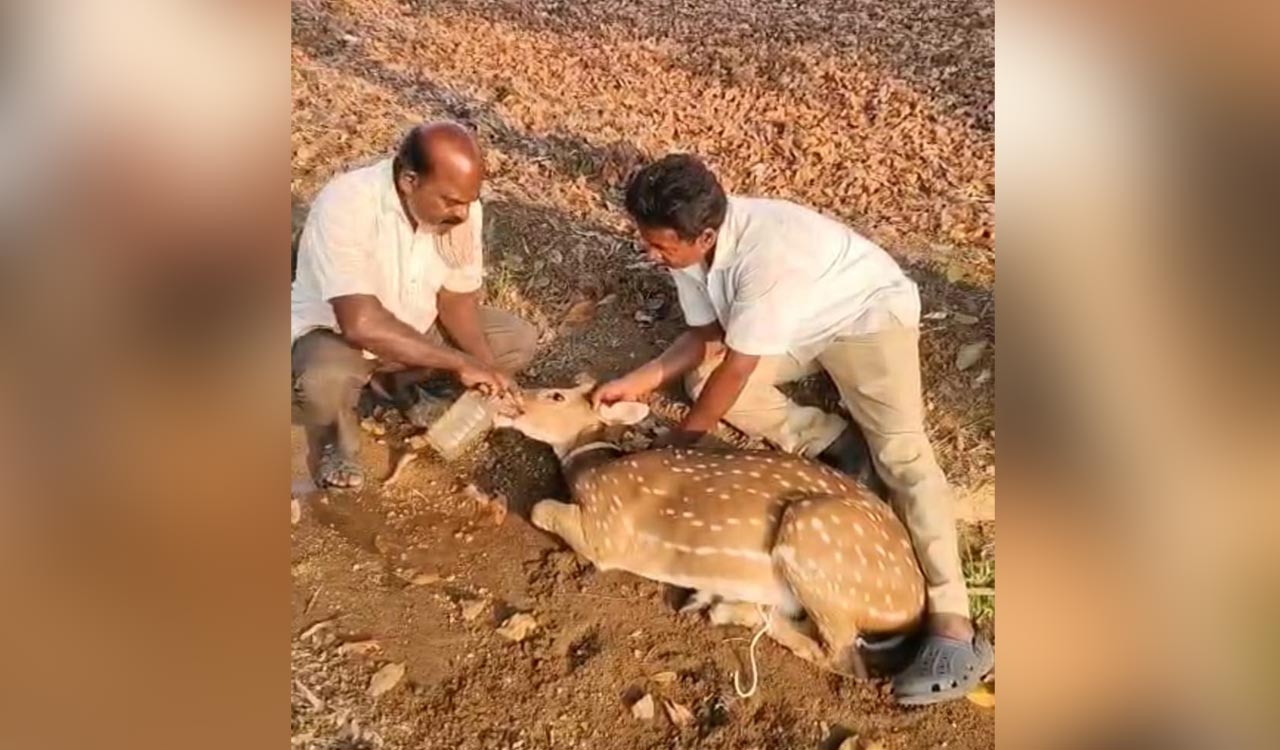 Spotted deer injured in stray dog attack near Jeedipally village in Medak
