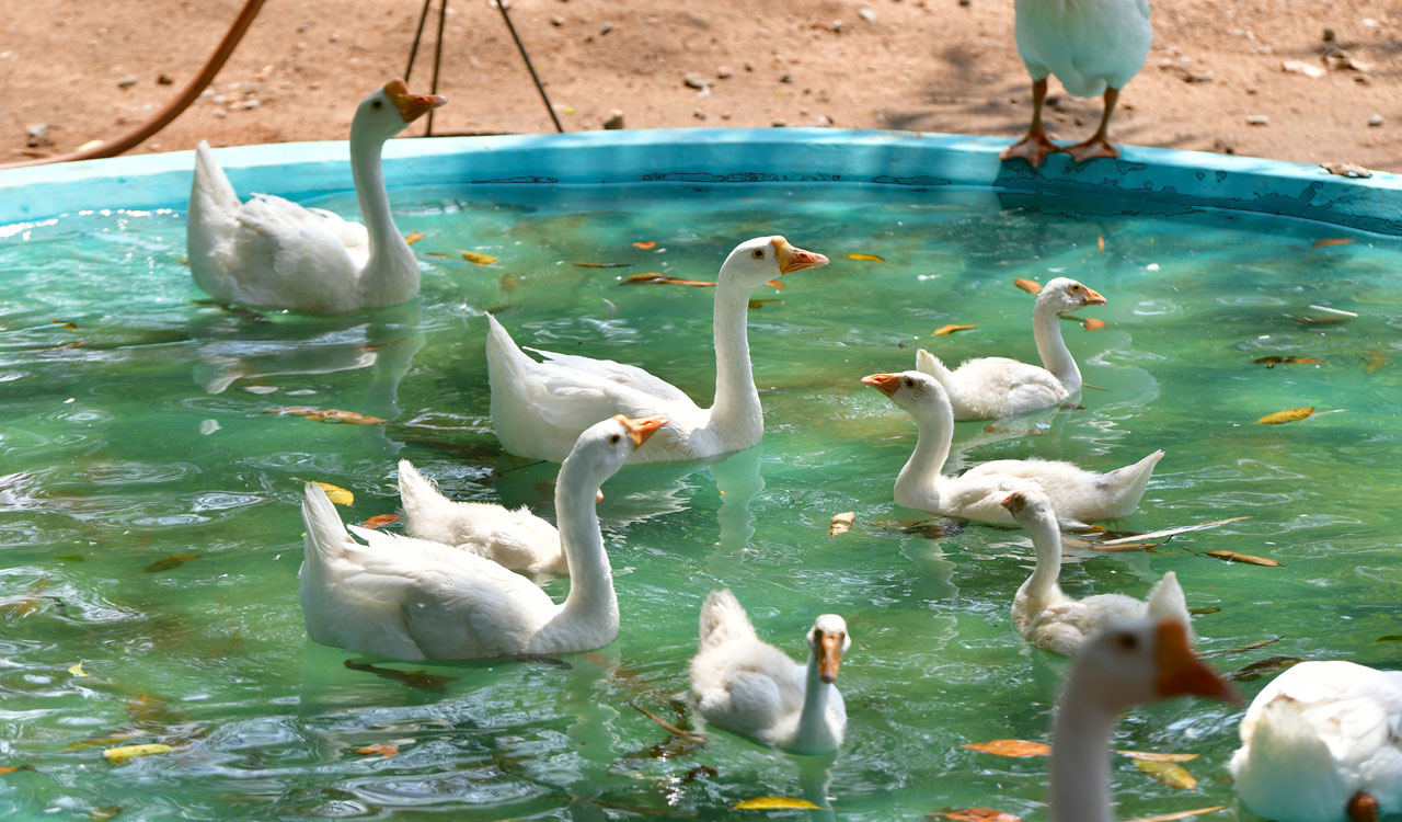 Hyderabad Zoo installs coolers, sprinklers to protect animals from summer heat