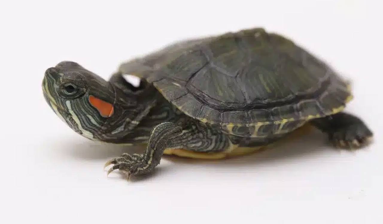 Man caught while selling exotic turtles