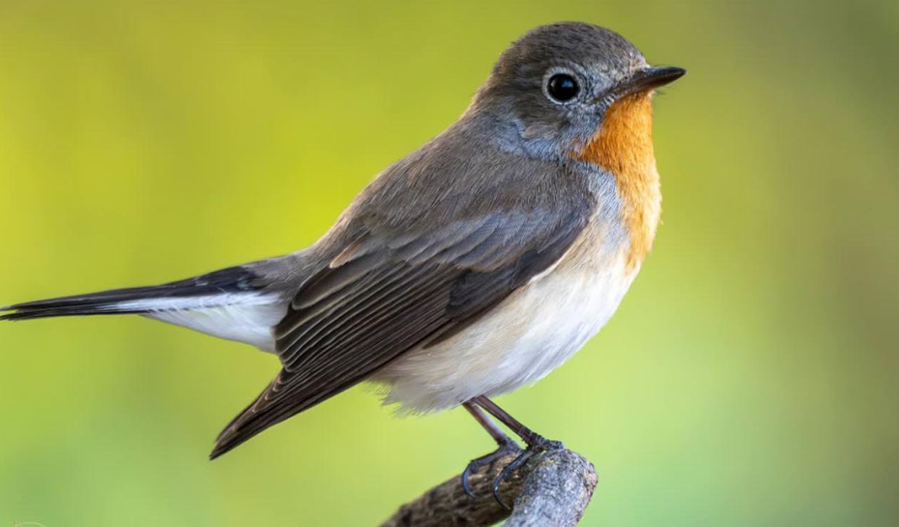 Red-breasted Flycatcher returns to Ameenpur lake in Hyderabad