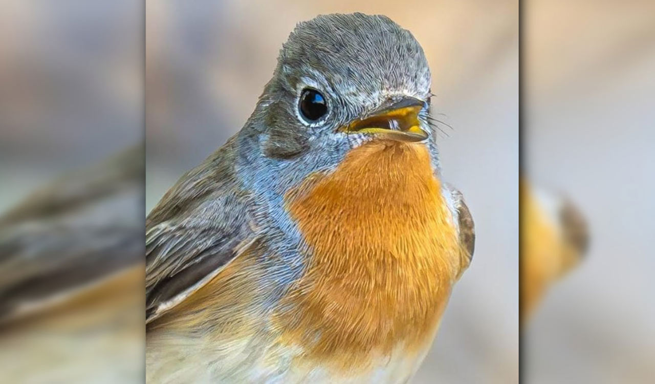 Red-breasted Flycatcher returns to Ameenpur lake in Hyderabad