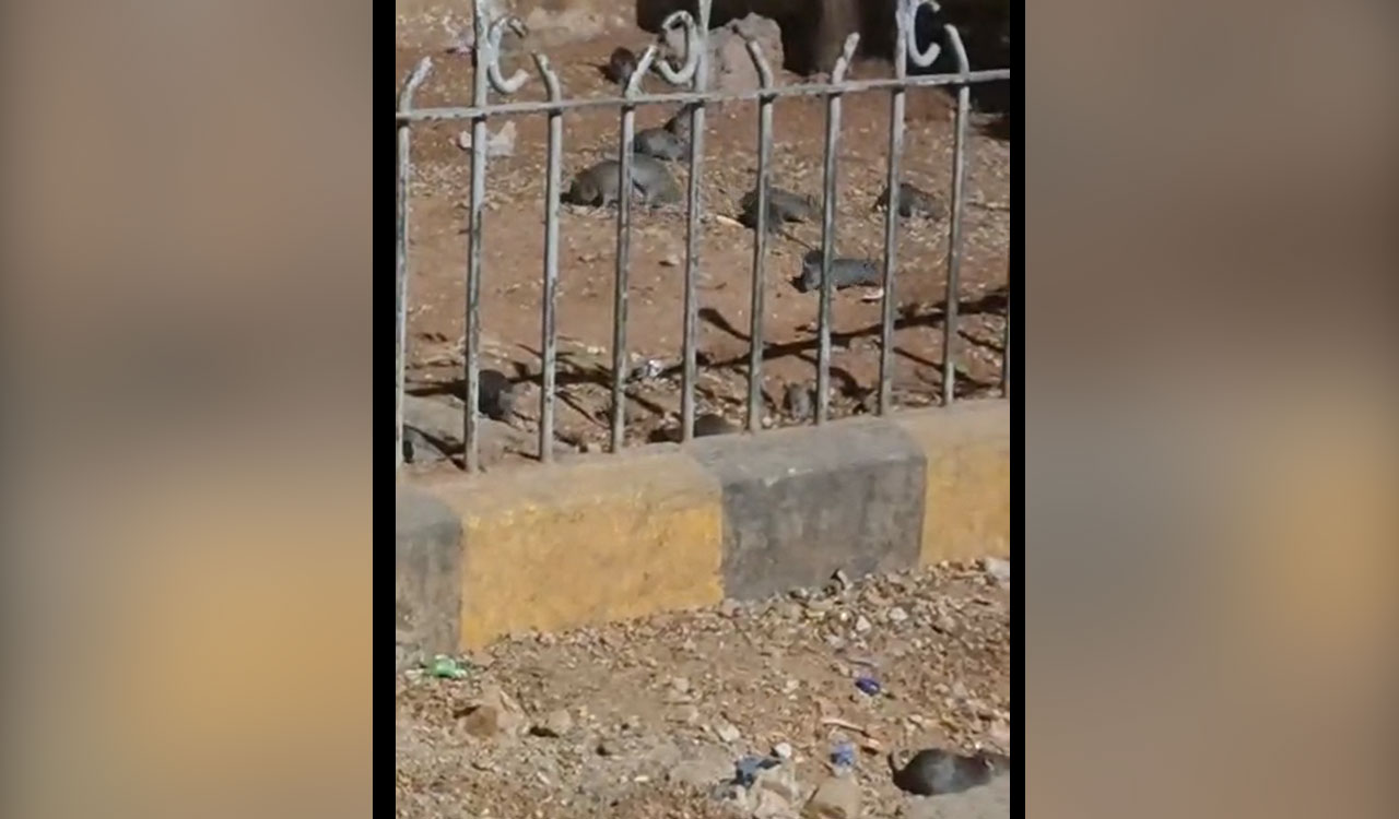 Watch: Rodent video outside Gandhi Hospital raises hygiene concerns