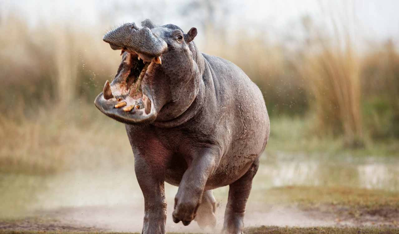 Veterinarian killed in hippopotamus attack in zoo, K’taka govt orders probe