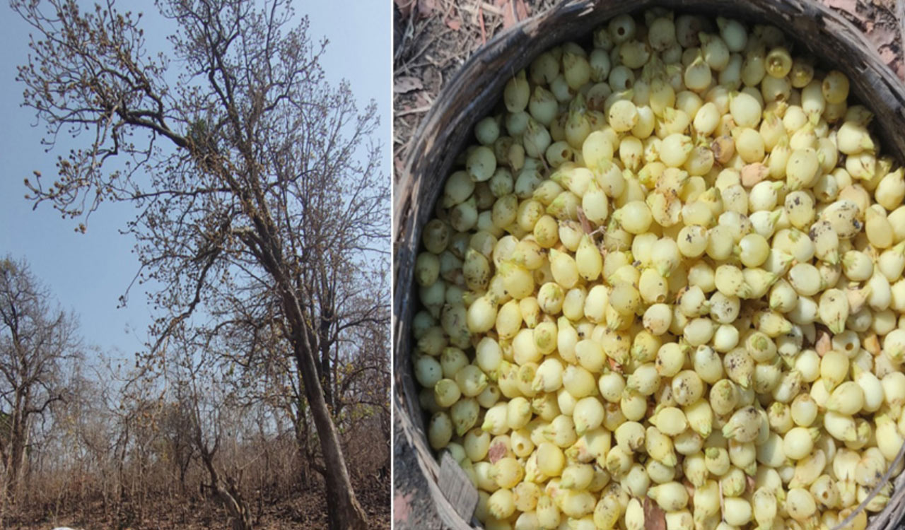 Jadcherla MLA slams govt over ‘biased’ approvals, bats for Mahua plantations