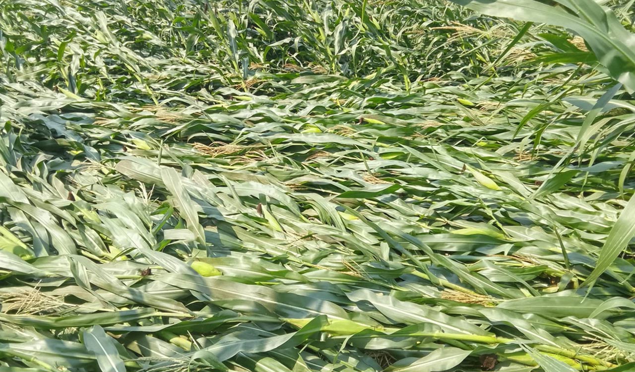 Unseasonal rains damage maize, sesame, mango crops in Nirmal, Mancherial  