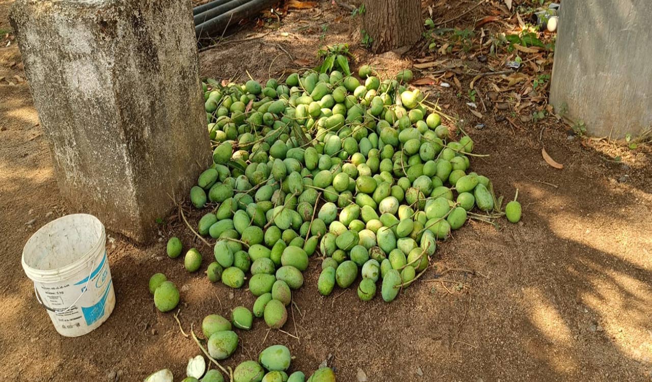 Unseasonal rains leave many crops damaged in Nizamabad