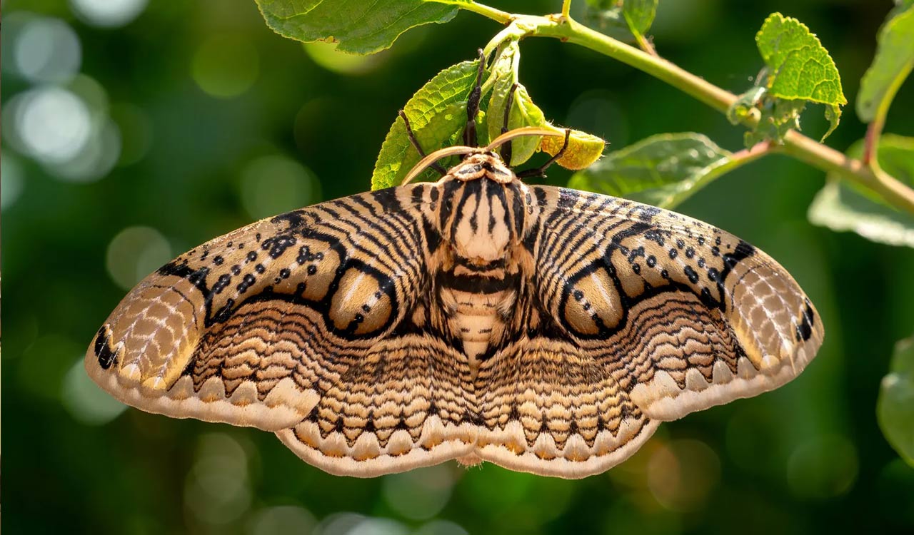 Scientists discover 2 new moth species in eastern Himalayas