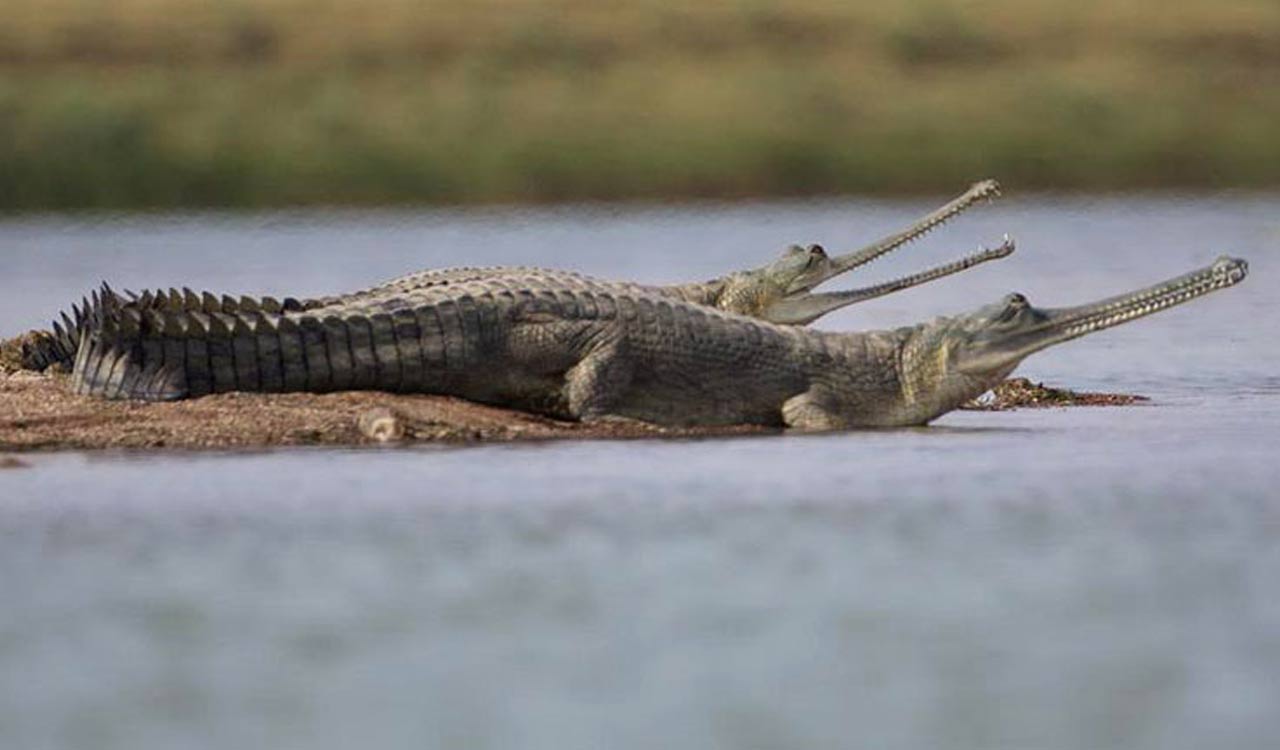 SC takes suo motu cognisance of illegal sand mining in National Chambal Sanctuary