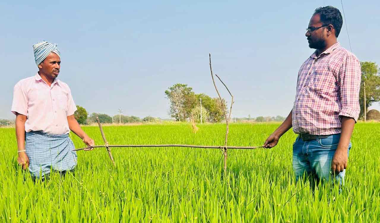 Siddipet: Farmers use bird perches in paddy fields to control crop pests naturally