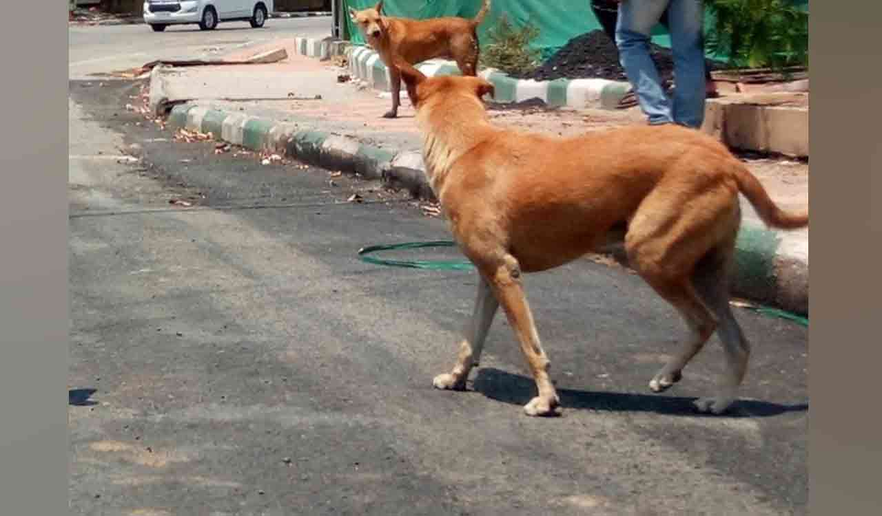 Stray dog attack leaves 25 injured in Vemulawada temple town