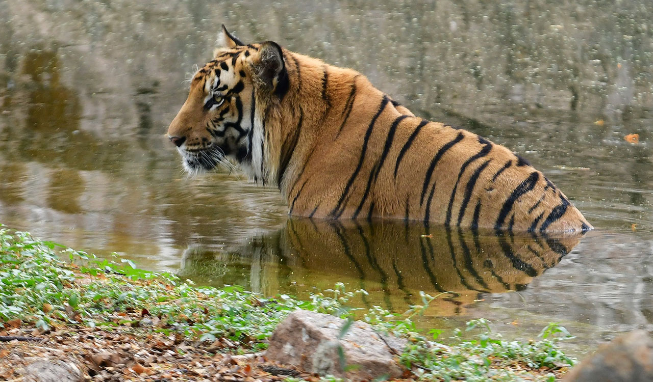 Hyderabad Zoo installs coolers, sprinklers to protect animals from summer heat