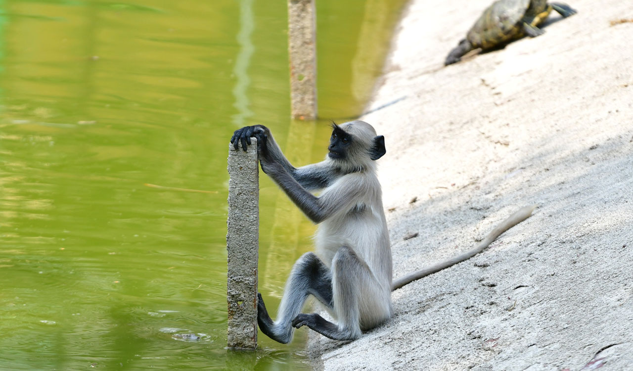 Hyderabad Zoo installs coolers, sprinklers to protect animals from summer heat