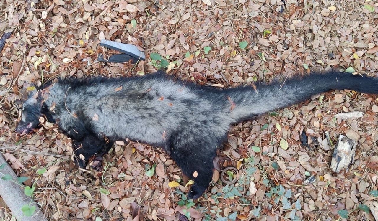 Civet cat run over by vehicle in Hyderabad outskirts