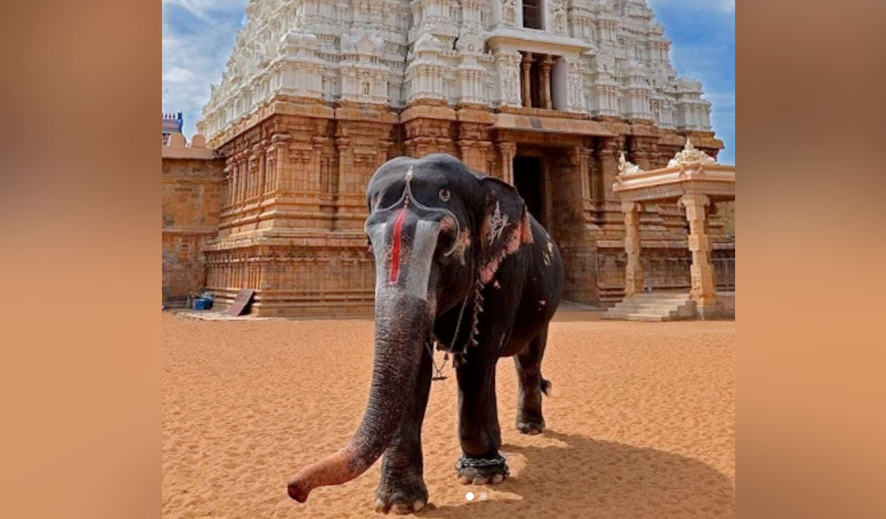 Jumbo runs amok at temple festival in Kerala’s Alappuzha