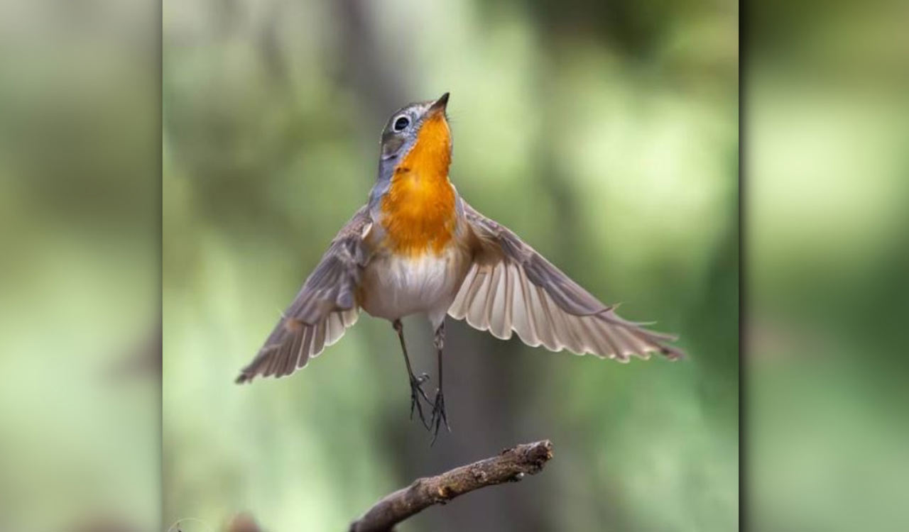 Red-breasted Flycatcher returns to Ameenpur lake in Hyderabad