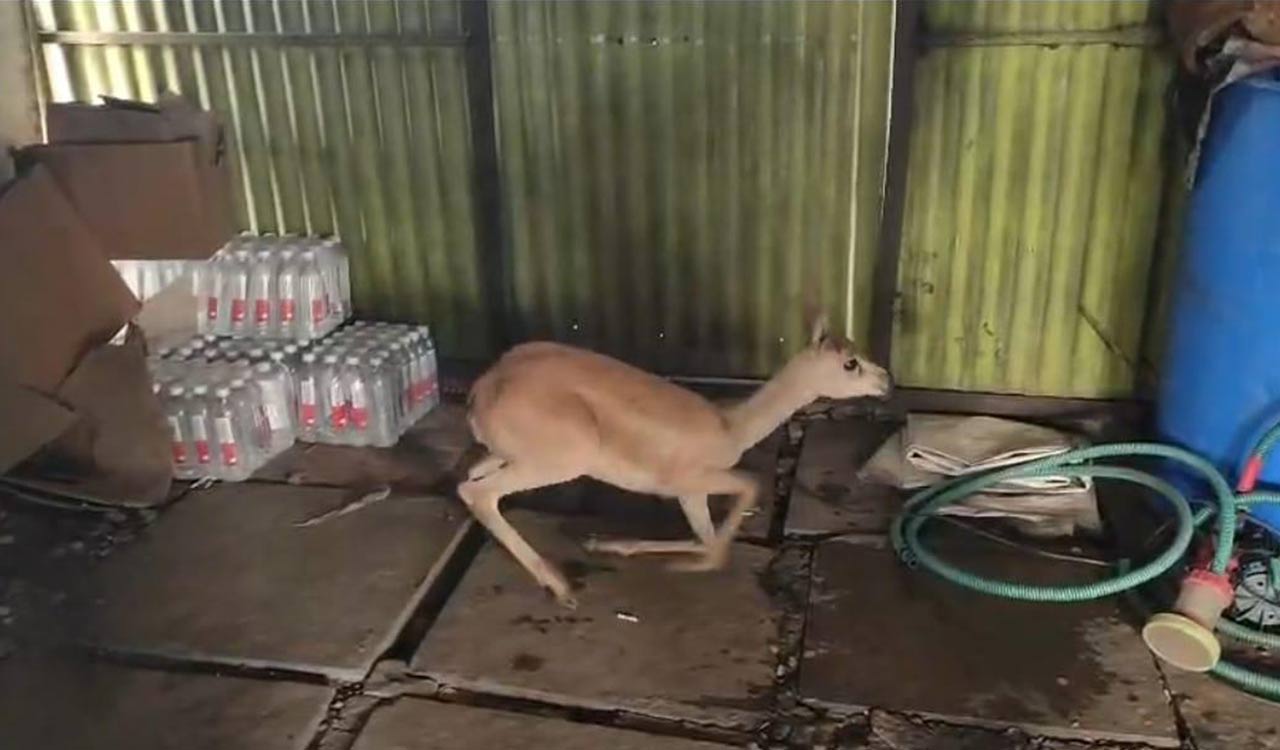 Blackbuck injured after unidentified vehicle hits it on NH-65 in Sangareddy
