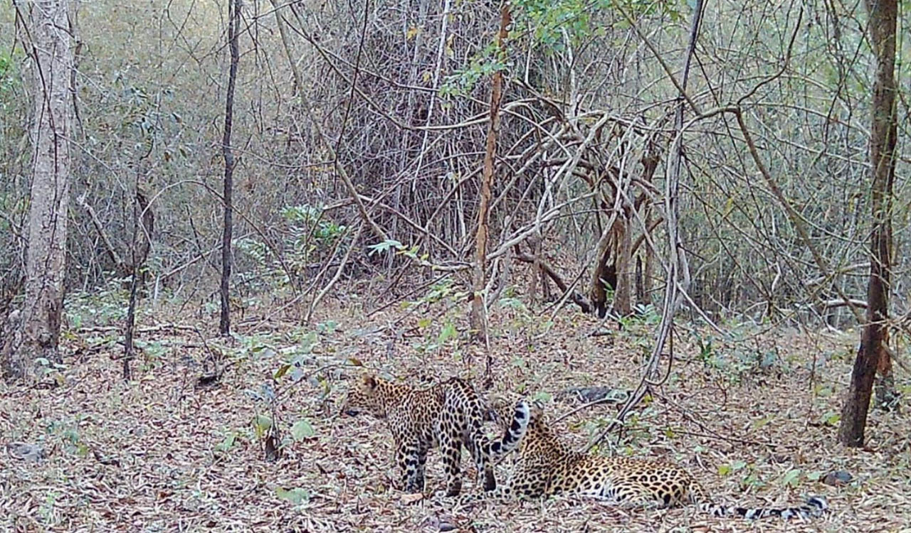 Wildlife thrives in Khammam forests, camera traps capture leopard, sloth bear movements