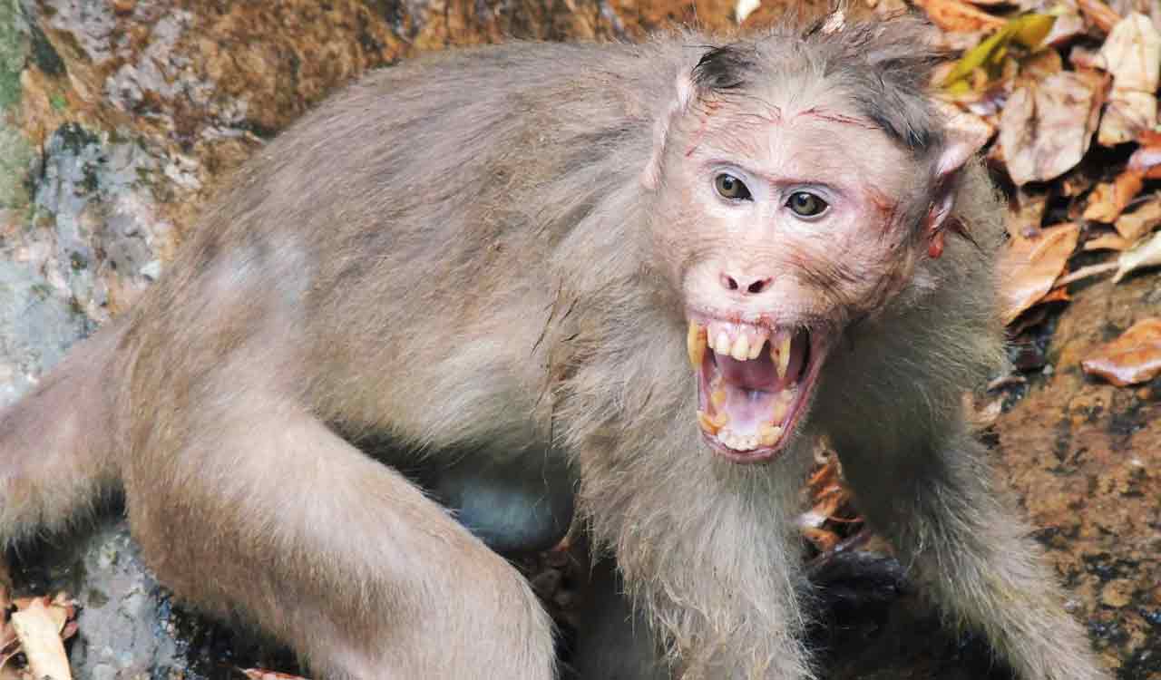 Monkey menace becomes major concern for residents of Mancherial town