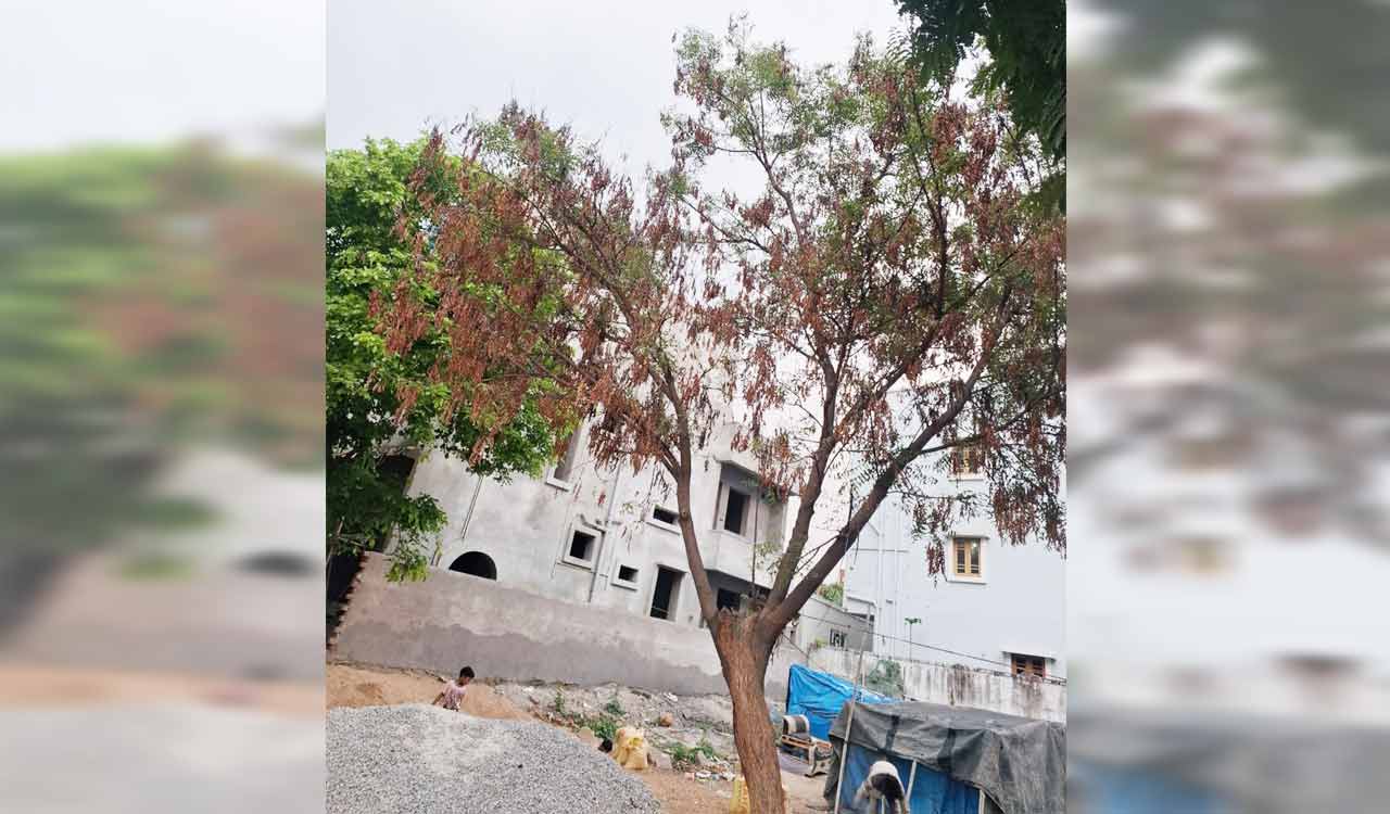 Dieback disease hits neem, Ugadi spirit in erstwhile Medak