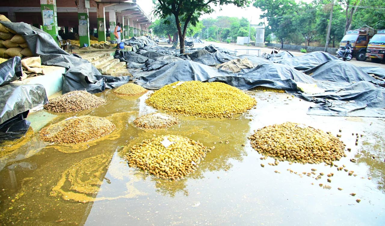 Unseasonal rains damage maize, sesame, mango crops in Nirmal, Mancherial  