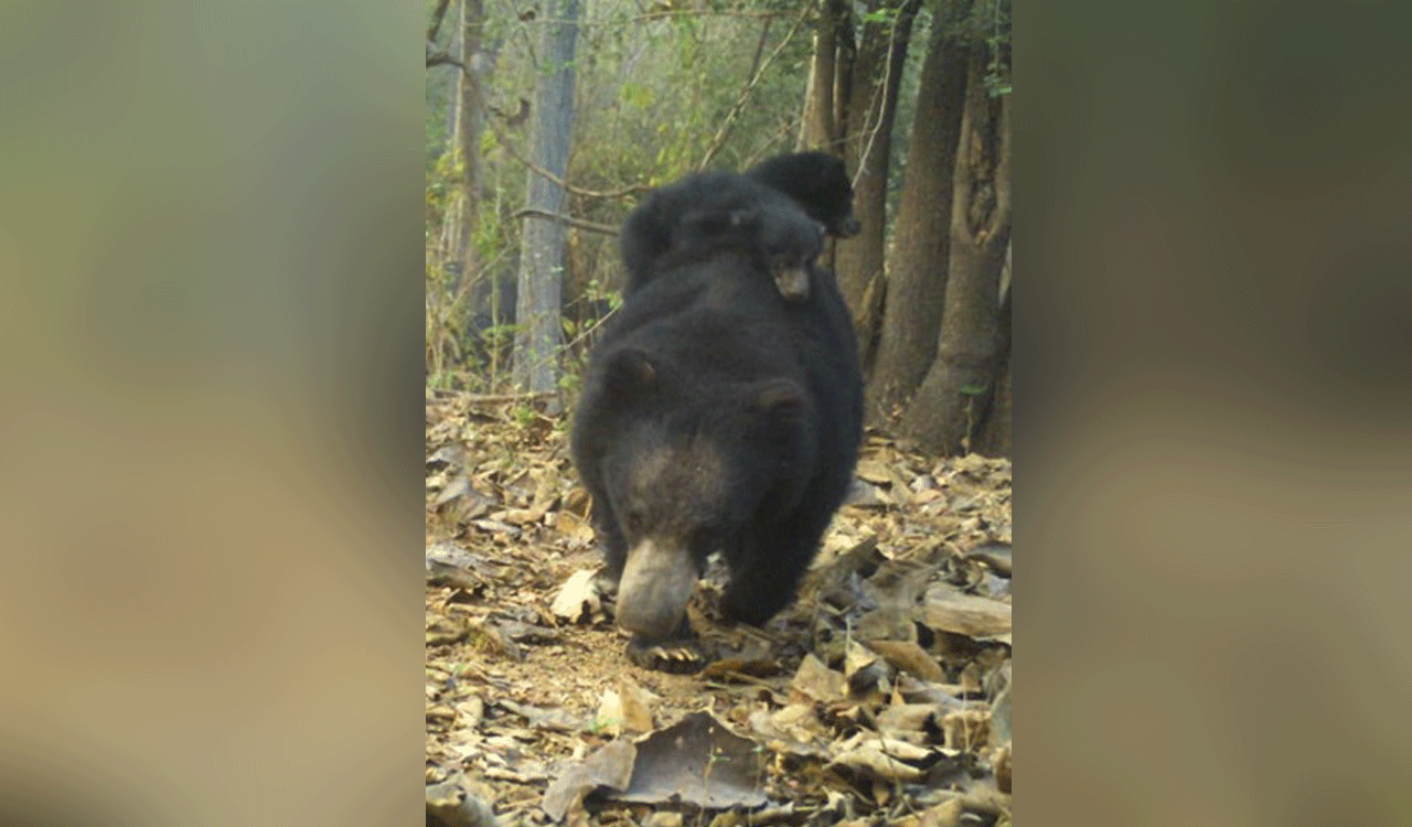 Rare sight: Sloth bear spotted on camera carrying two cubs in Kawal Tiger Reserve