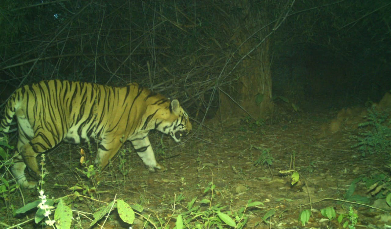 Tiger movement triggers panic in Adilabad after a month’s gap