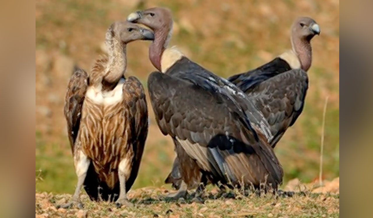 TN, Kerala, Karnataka to join hands for Nilgiri Vulture census