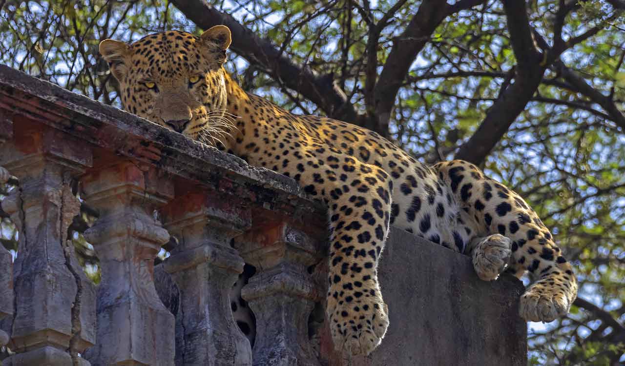 Aishwarya Sridhar’s ‘Leopard Dynasty: The Rise of Rana’ earns double nomination at Pridelands Film Festival