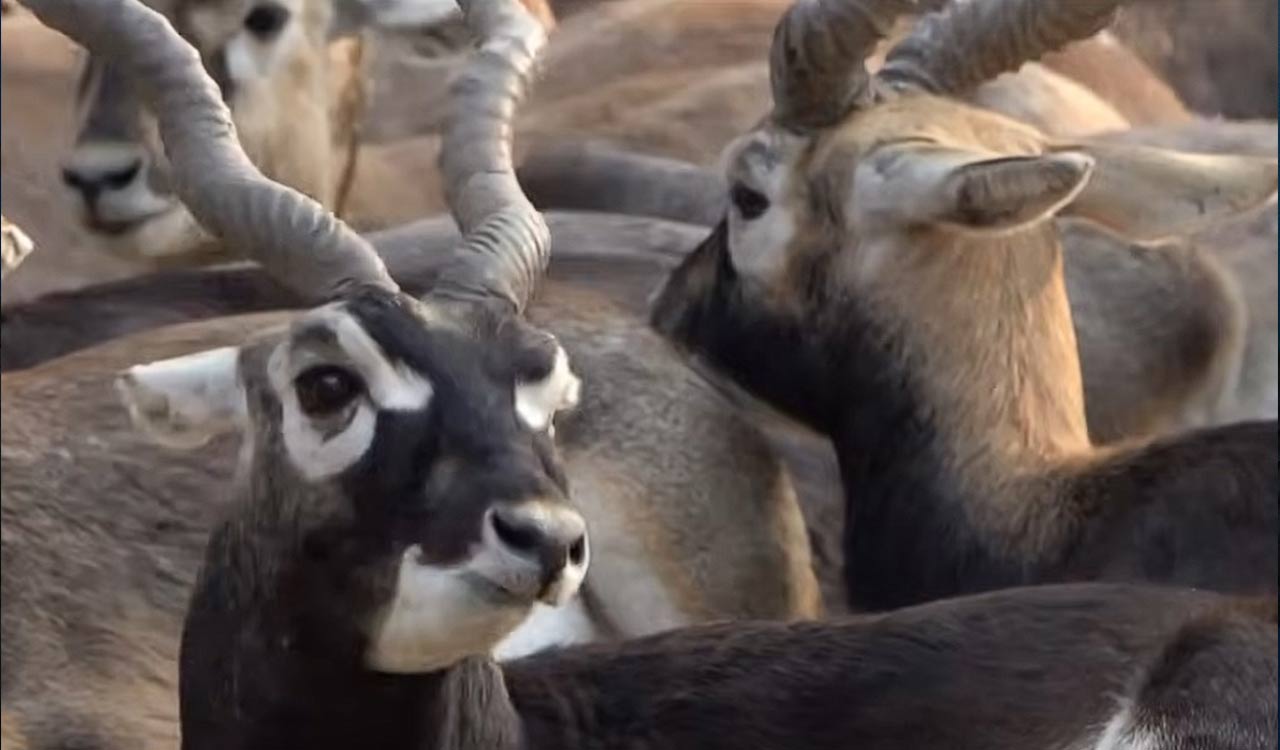 Community efforts make blackbucks return to Chhattisgarh: PM Modi in ‘Mann Ki Baat’