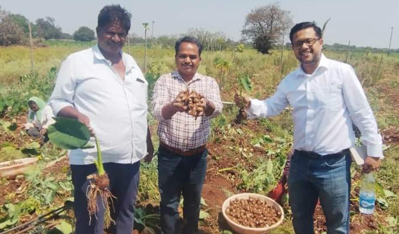 Telangana: Sajjapur Colocasia set to get GI tag