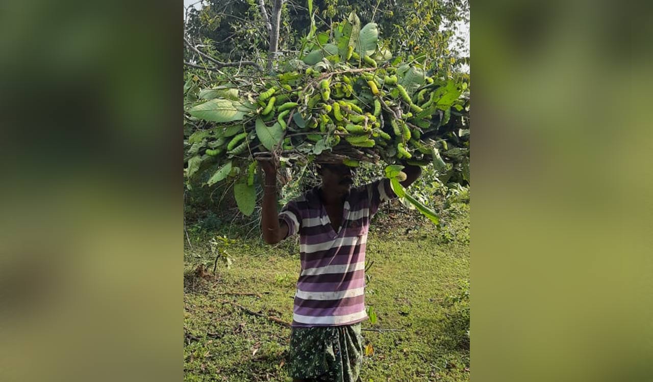 Explainer: Everything You Need to Know About Tasar Silkworm Cultivation