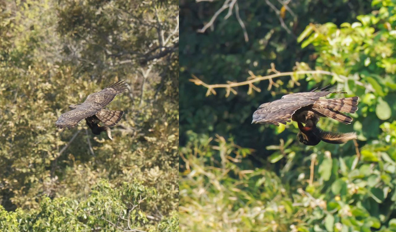 Changeable hawk-eagle carries Indian giant squirrel in rare capture in Nallamala forest
