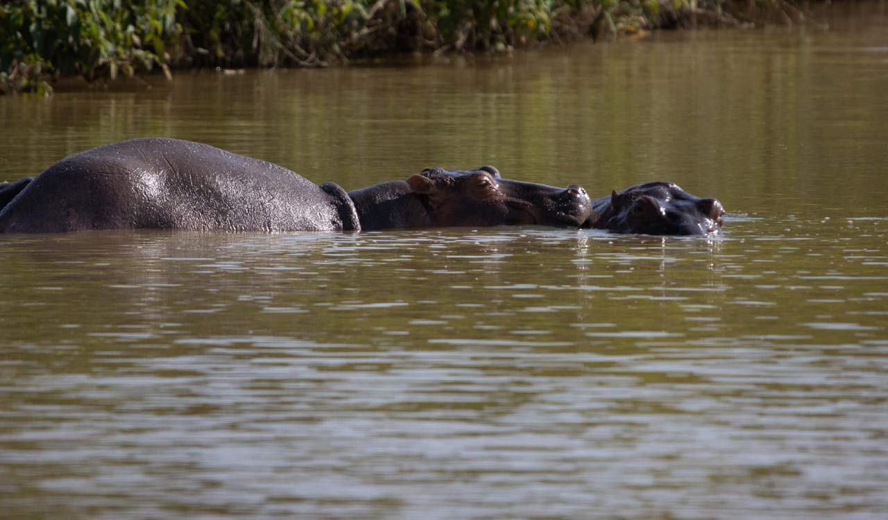 Vantara seeks to save 80 hippos from culling in Colombia