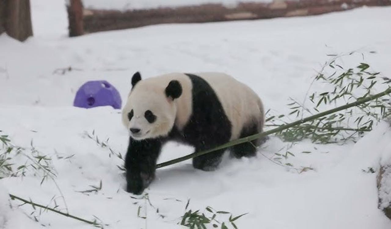 China to send giant pandas to Atlanta again